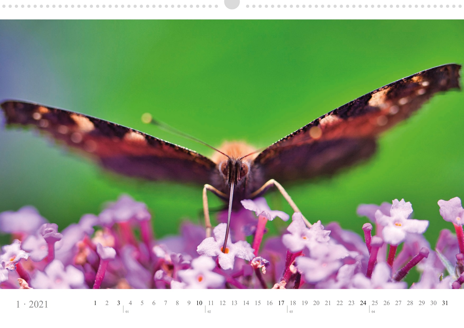 LCQ-Insekten-Kalender-2021-E1_001-1