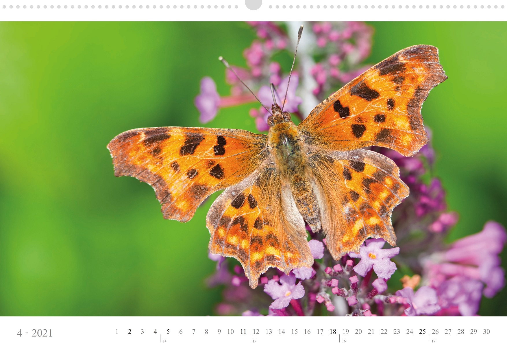 LCQ-Insekten-Kalender-2021-E1_004-1