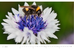 LCQ-Insekten-Kalender-2021-E1_002-1