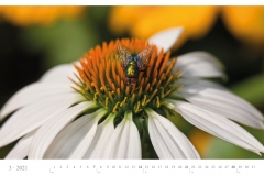 LCQ-Insekten-Kalender-2021-E1_003-1