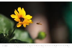 LCQ-Insekten-Kalender-2021-E1_005-1