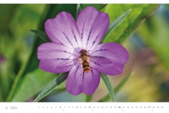 LCQ-Insekten-Kalender-2021-E1_006-1