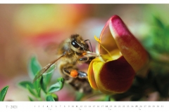 LCQ-Insekten-Kalender-2021-E1_007-1