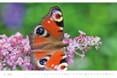 LCQ-Insekten-Kalender-2021-E1_008-1