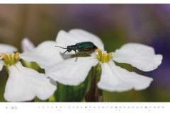 LCQ-Insekten-Kalender-2021-E1_009-1
