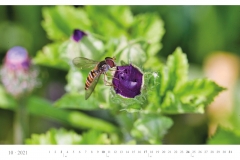LCQ-Insekten-Kalender-2021-E1_010-1