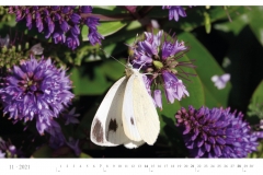LCQ-Insekten-Kalender-2021-E1_011-1